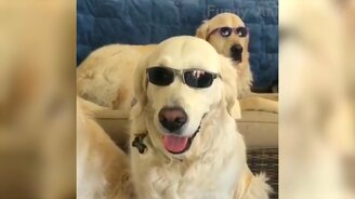 Увлекательные видео с питомцами - смотреть видео (11:57)