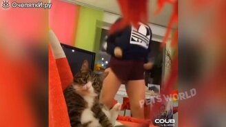 Коты, собаки и другие звери в весёлых сюжетах - смотреть видео (9:27)