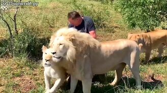 26 невероятных момента во время сафари - смотреть видео (10:40)