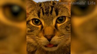 Собаки и кошки в чудесных сюжетах - смотреть видео (11:56)