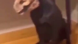 Устрашающий намордник - смотреть видео (0:06)