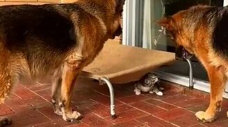 А я лучше полежу - смотреть видео (0:30)