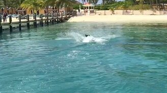 Пара трюков от дельфинов - смотреть видео (0:14)