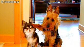 Кошки и другие животные веселят нас - смотреть видео (9:26)