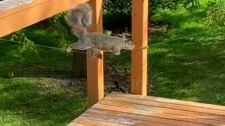 Беличьи трюки ради пищи - смотреть видео (1:04)