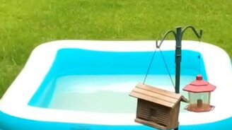 Как девушка хотела помочь белке - смотреть видео (1:00)