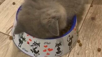 Уснул во время трапезы - смотреть видео (0:41)