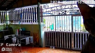 Кошка и камера видеонаблюдения - смотреть видео (1:01)