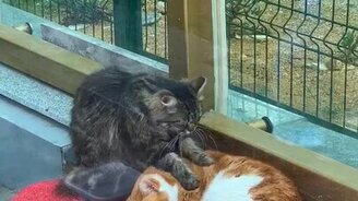 Массаж для спящего кота - смотреть видео (0:54)