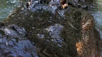 Доброе утро, зубастик! - смотреть видео (0:32)