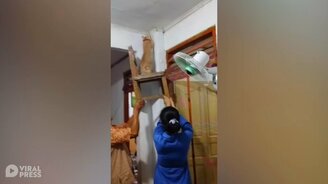 Ловим ящерицу всей семьёй - смотреть видео (0:38)