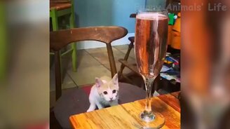 Животные, радующие и удивляющие нас - смотреть видео (12:07)