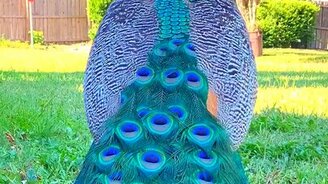 Всё величие павлина - смотреть видео (0:38)