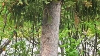 Белки играют в догонялки - смотреть видео (0:10)