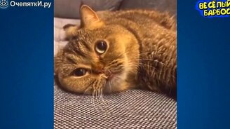 Умиляющие и смешные питомцы - смотреть видео (10:55)