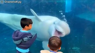 Белуха и дети - смотреть видео (5:01)