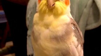 Попугай - птица певчая - смотреть видео (0:45)