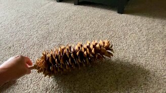 Гигантская сосновая шишка - смотреть видео (0:19)