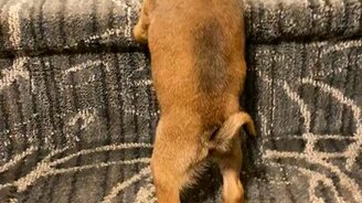 Трудное испытание мопса - смотреть видео (0:47)