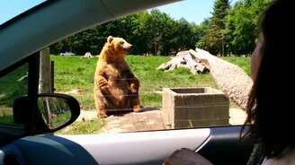 Медведь ловит хлеб - смотреть видео (0:24)