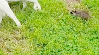 Енот - гроза козлят - смотреть видео (0:36)