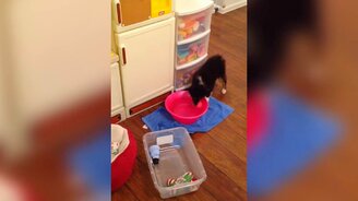 Казусы с животными на воде - смотреть видео (10:11)