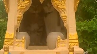 Кошки спрятались от дождя - смотреть видео (0:21)