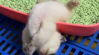 Котёнок уснул в туалете - смотреть видео (0:17)