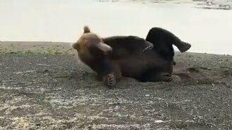 Медведь на пляже - смотреть видео (0:41)