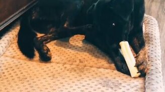 Задняя лапа, прочь! - смотреть видео (0:06)