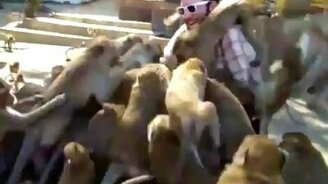 Кормит обезьян - смотреть видео (0:45)