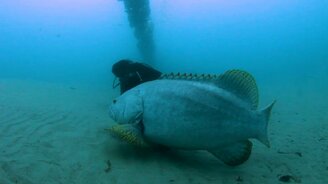 Гигантский морской окунь - смотреть видео (0:36)