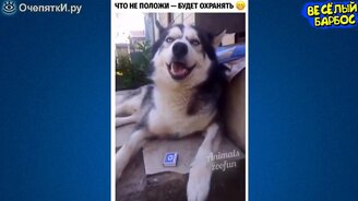 Животные, рождающие улыбки - смотреть видео (9:52)