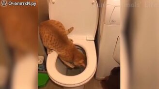 Весёлые кошки и собаки в сборнике видео - смотреть видео (11:25)