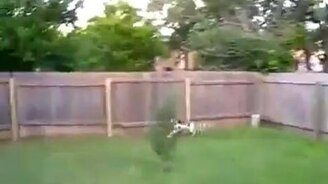 Пёс на заборе - смотреть видео (0:32)