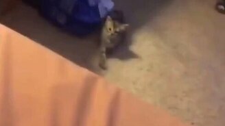 Иди ко мне! - Нет, ты сам иди! - смотреть видео (0:14)