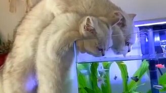 Нашли, где утолить жажду - смотреть видео (0:19)