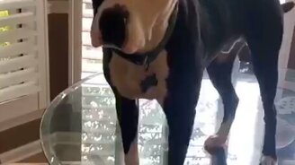 Пёс берёт пример с кошек - смотреть видео (0:14)