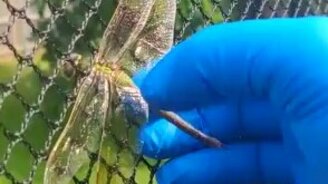 Спасение стрекозы - смотреть видео (1:12)