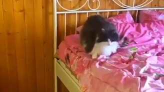 Когда тебя перекормили - смотреть видео (0:19)