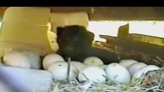 Снесла курочка... - смотреть видео (0:17)