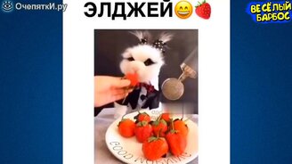 Умиляющие сюжеты с животными - смотреть видео (10:31)