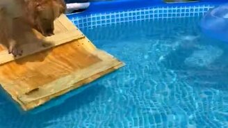 Лестница в бассейн для питомца - смотреть видео (0:45)