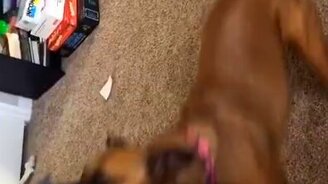 Как накачать трицепсы в домашних условиях - смотреть видео (0:12)