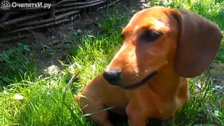 Такса против богомола - смотреть видео (1:20)