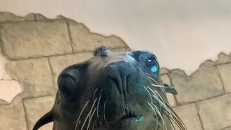 Улыбка морского льва - смотреть видео (0:05)