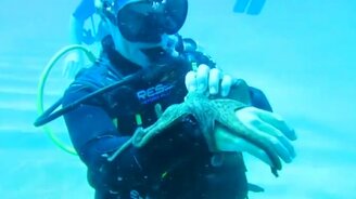 Дружелюбный осьминог - смотреть видео (0:30)