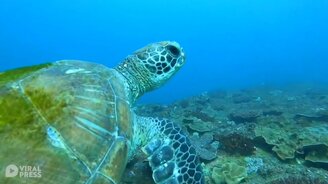 Черепаха плывёт с дайвером - смотреть видео (1:05)