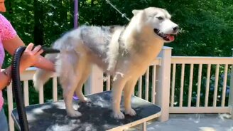 Хаски готовится к лету - смотреть видео (0:48)