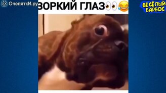 Питомцы в весёленьких сюжетах - смотреть видео (10:03)